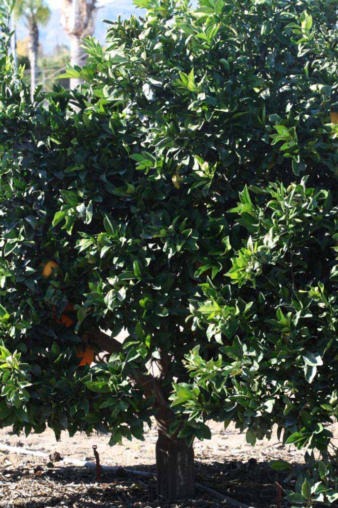            Habit (Riverside, CA)   